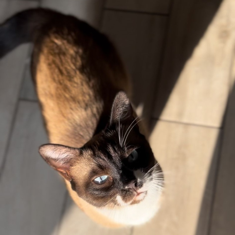 gatti adottati Le Sfigatte