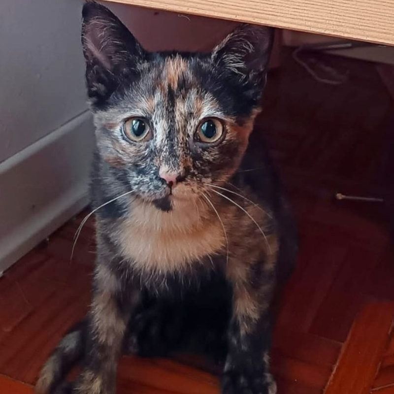 gatti adottati Le Sfigatte