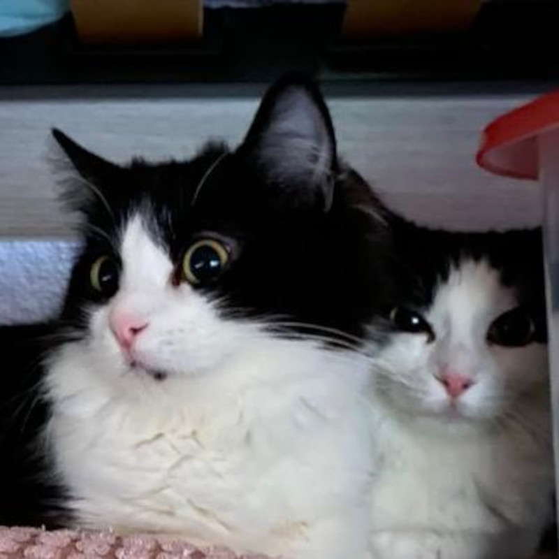 gatti adottati Le Sfigatte