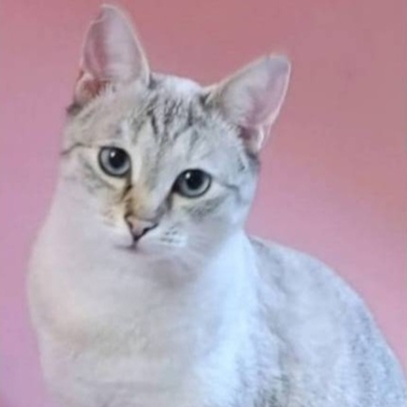 Molly, una nuova casa, un nuovo inizio | Associazione Le Sfigatte