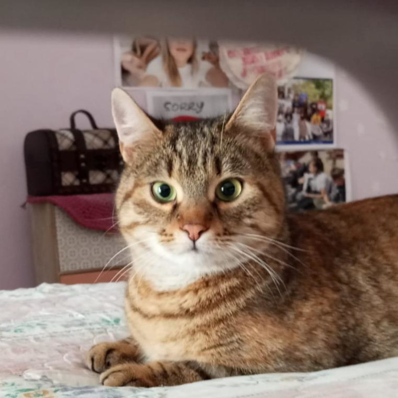 gatti adottati Le Sfigatte