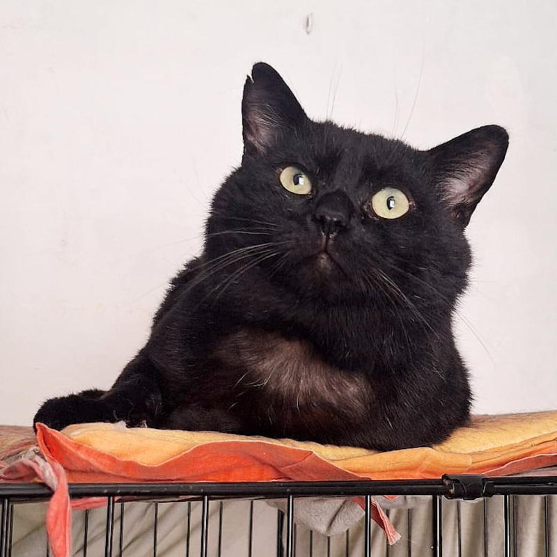 Momo, in cerca di adozione | Associazione Le Sfigatte