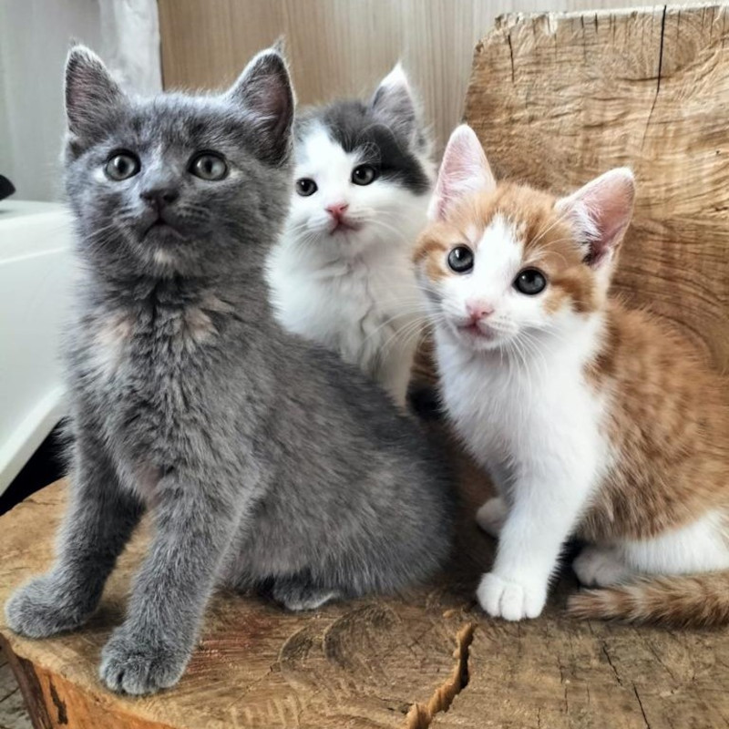gatti adottati Le Sfigatte