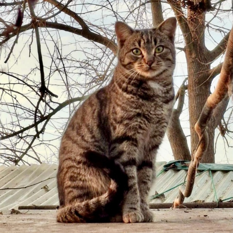 Adotta a distanza Monica | Associazione Le Sfigatte