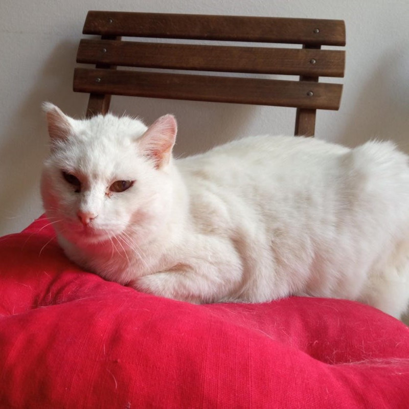 gatti adottati Le Sfigatte