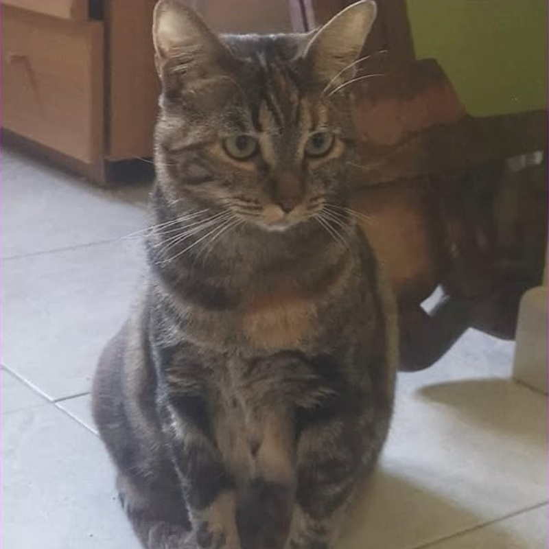 Mora, in cerca di adozione | Associazione Le Sfigatte