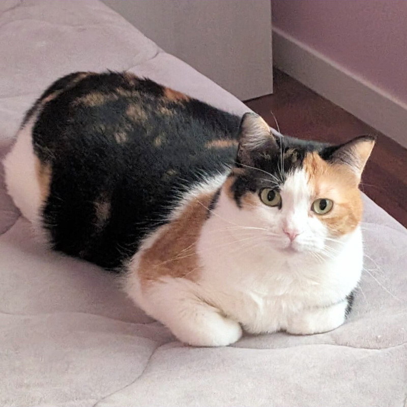 Mora, in cerca di adozione | Associazione Le Sfigatte