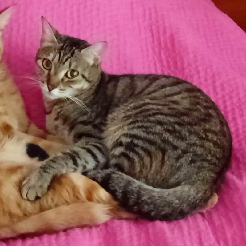 gatti da adottare Le Sfigatte