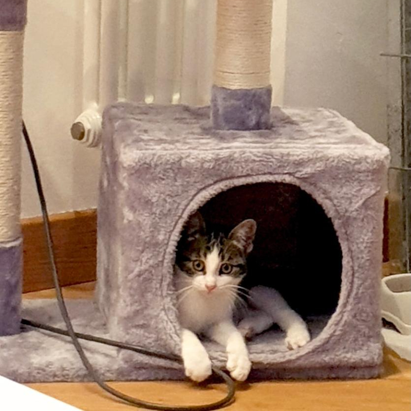 gatti adottati Le Sfigatte