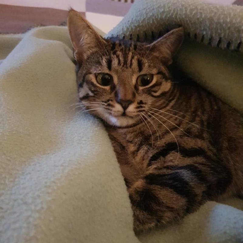 gatti adottati Le Sfigatte