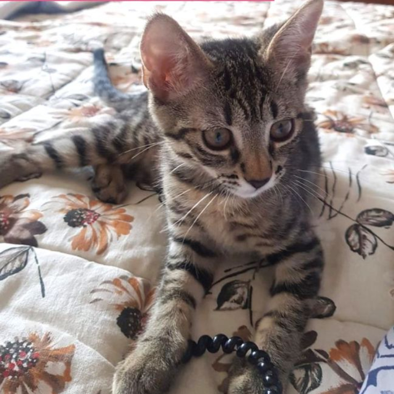 gatti adottati Le Sfigatte