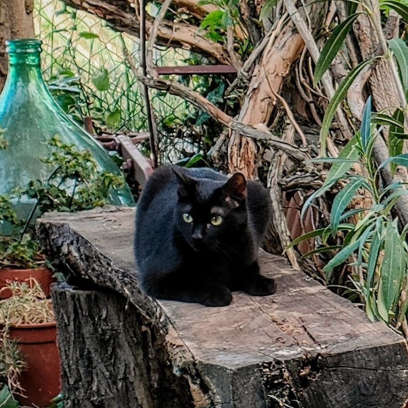 gatti adottati Le Sfigatte