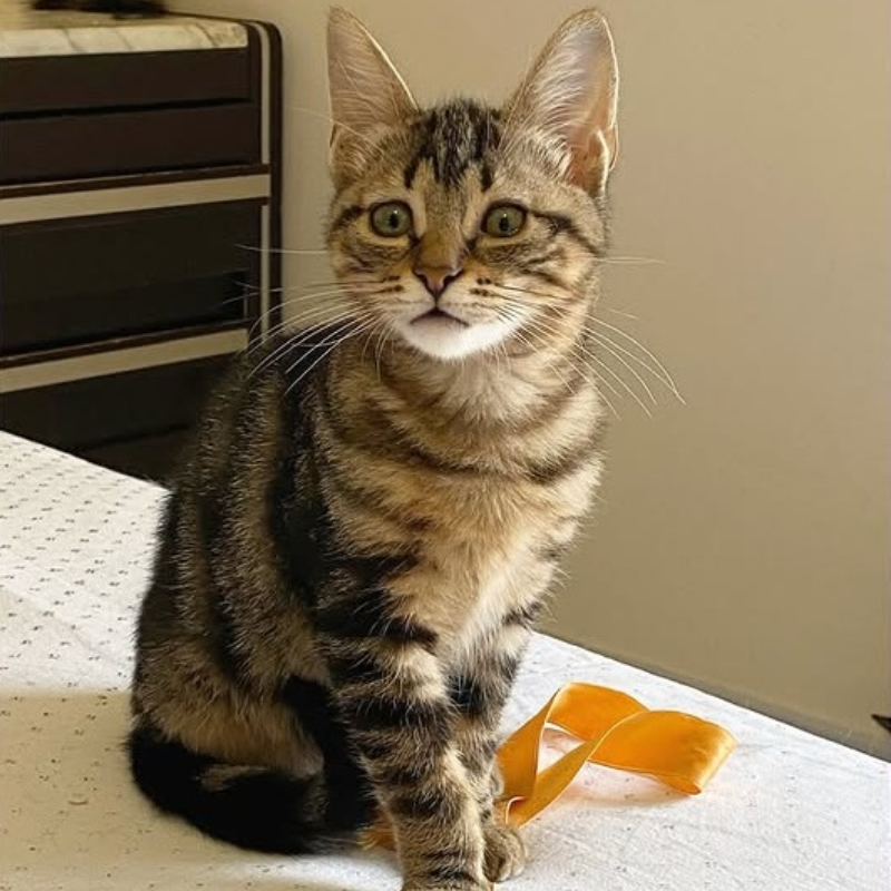 gatti adottati Le Sfigatte