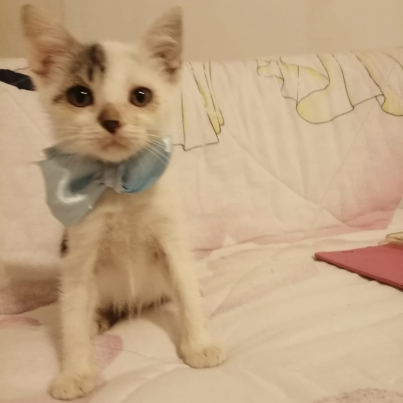 gatti adottati Le Sfigatte