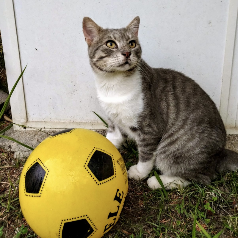 gatti adottati Le Sfigatte
