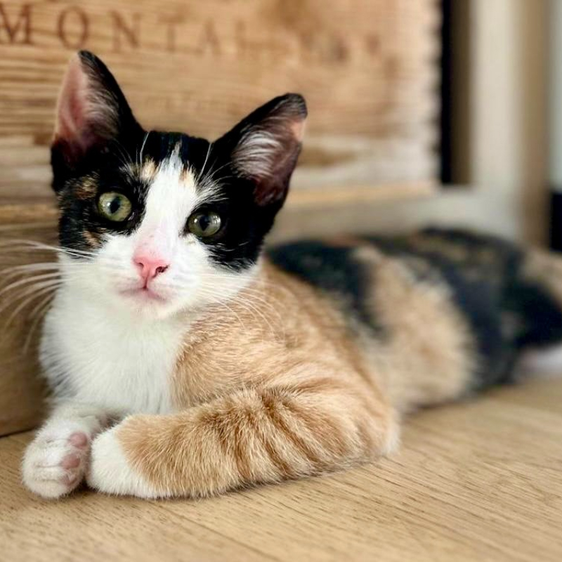 gatti adottati Le Sfigatte