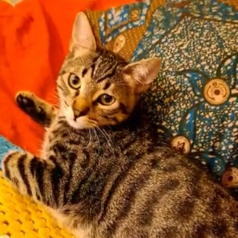 gatti adottati Le Sfigatte