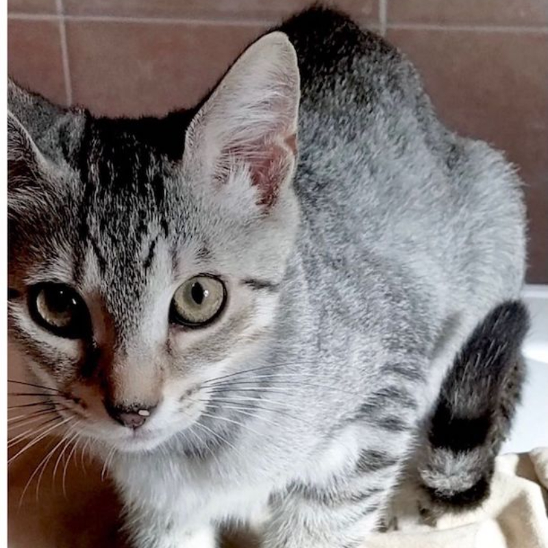 gatti adottati Le Sfigatte