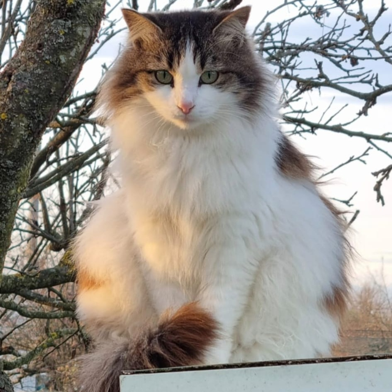 Adotta a distanza Mufasa | Associazione Le Sfigatte