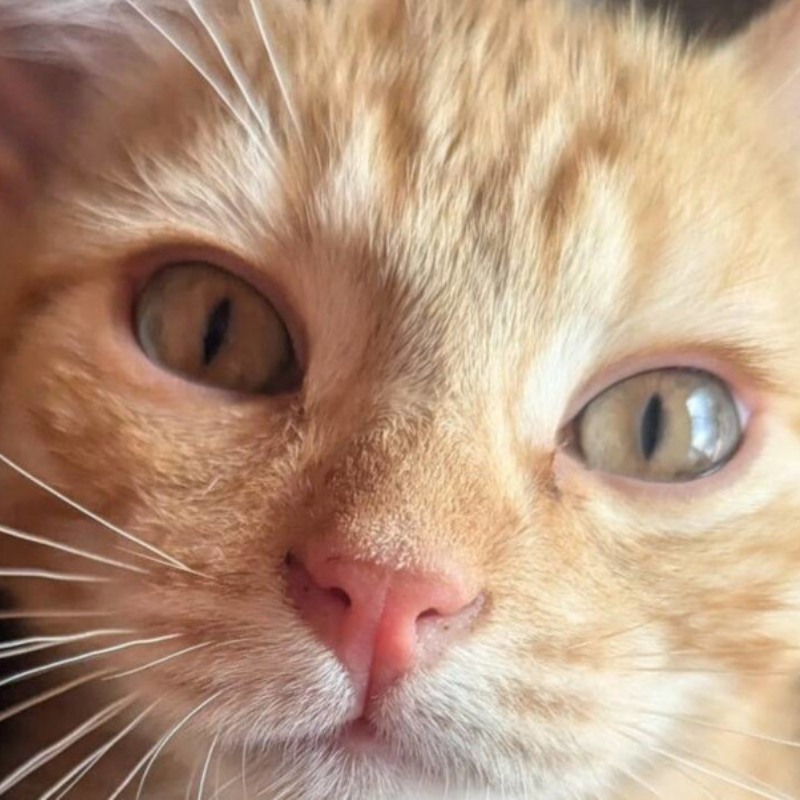 gatti adottati Le Sfigatte