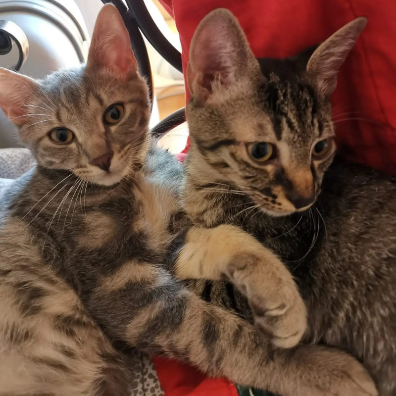 gatti adottati Le Sfigatte