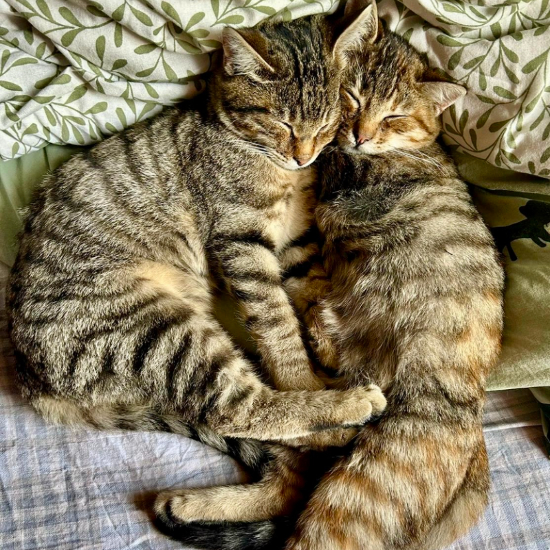 Mulan e Shang, in cerca di adozione tramite Associazione Le Sfigatte