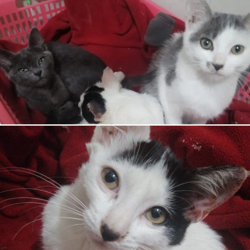 gatti adottati Le Sfigatte