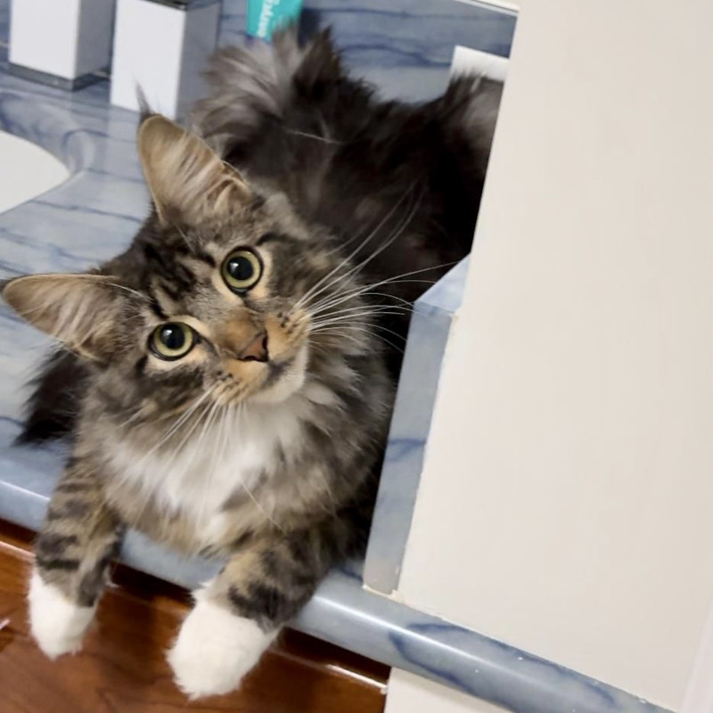 gatti adottati Le Sfigatte