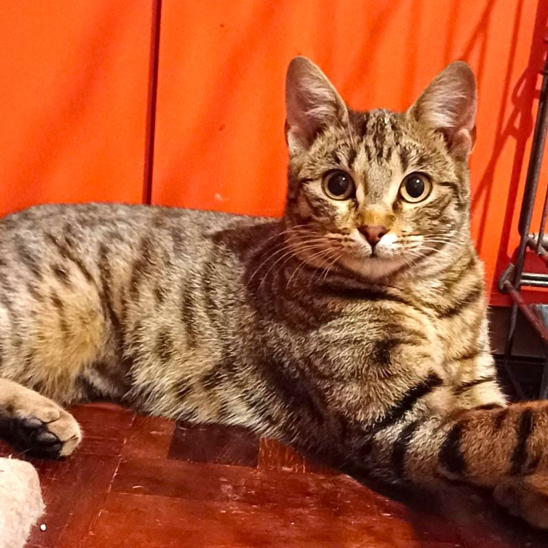gatti adottati Le Sfigatte