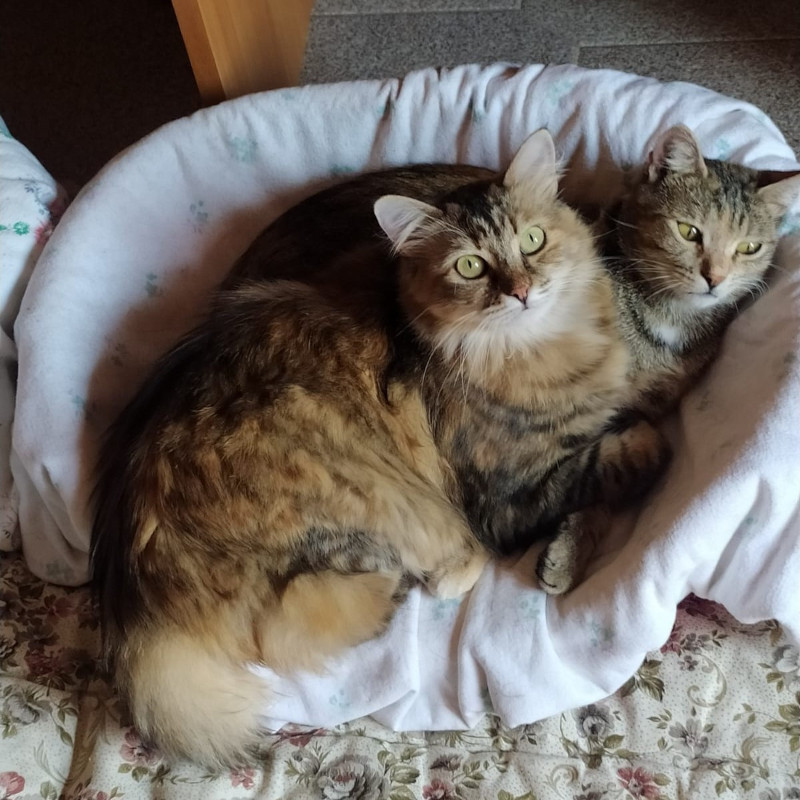 gatti adottati Le Sfigatte