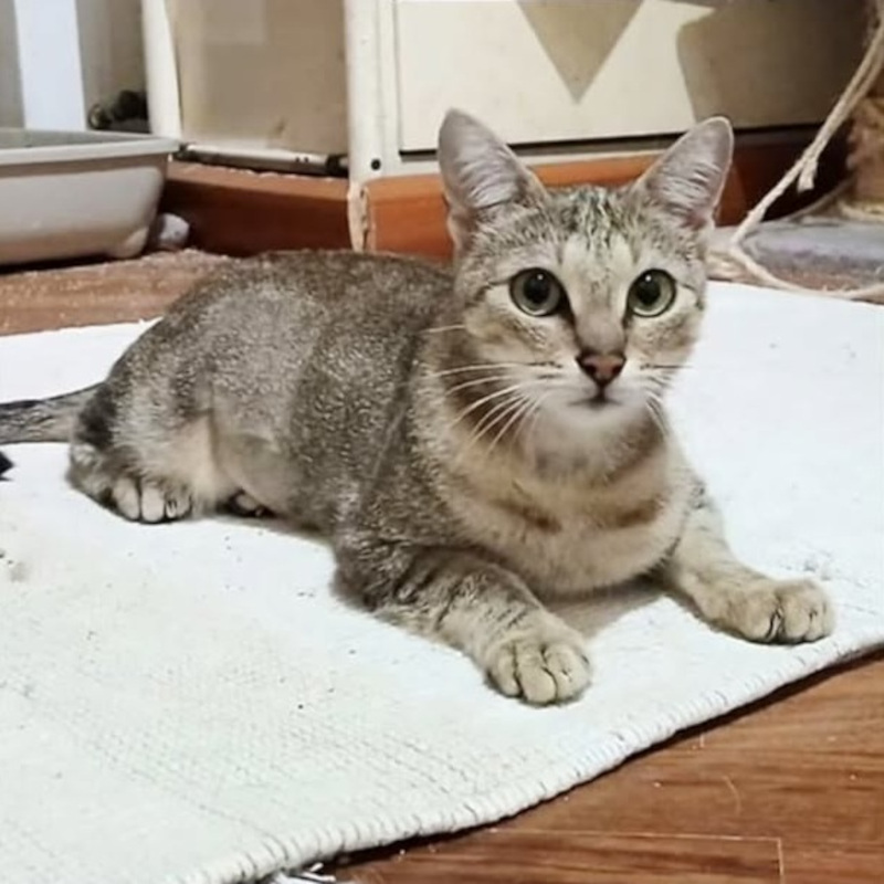 Musetta, in cerca di adozione | Associazione Le Sfigatte