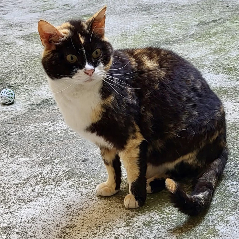 gatti adottati Le Sfigatte