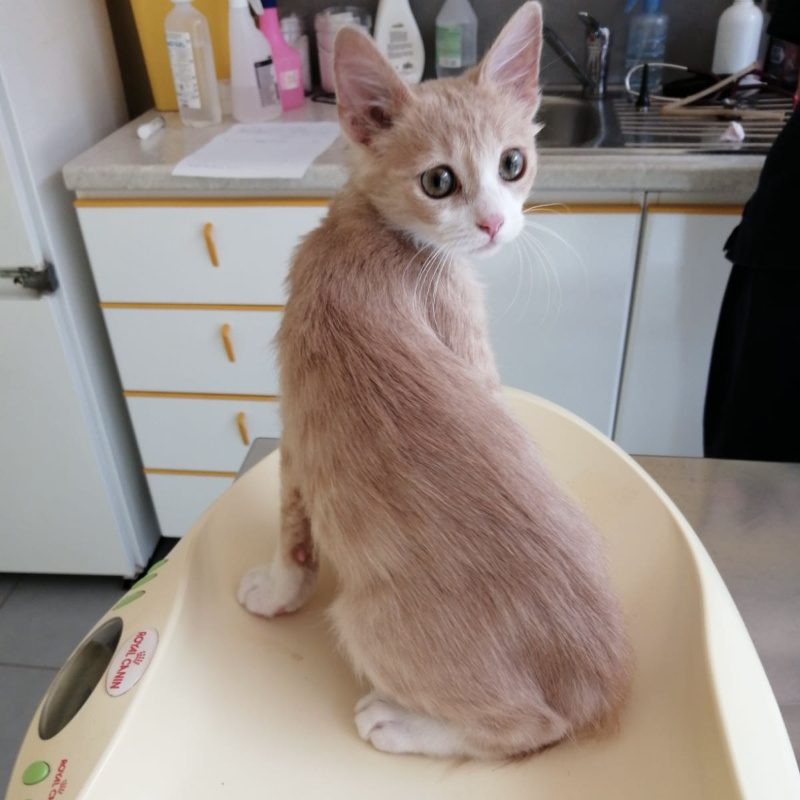 gatti adottati Le Sfigatte