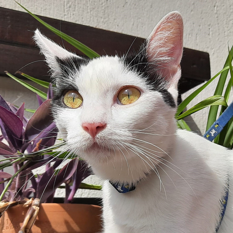 gatti adottati Le Sfigatte