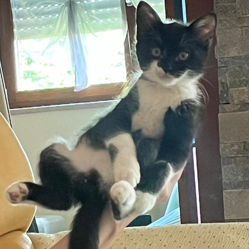 gatti adottati Le Sfigatte