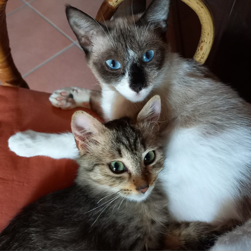 gatti adottati Le Sfigatte