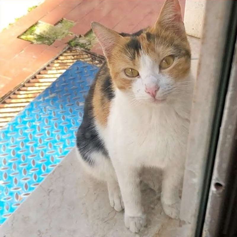 Nali, in cerca di adozione | Associazione Le Sfigatte