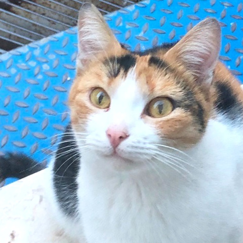 gatti da adottare Le Sfigatte