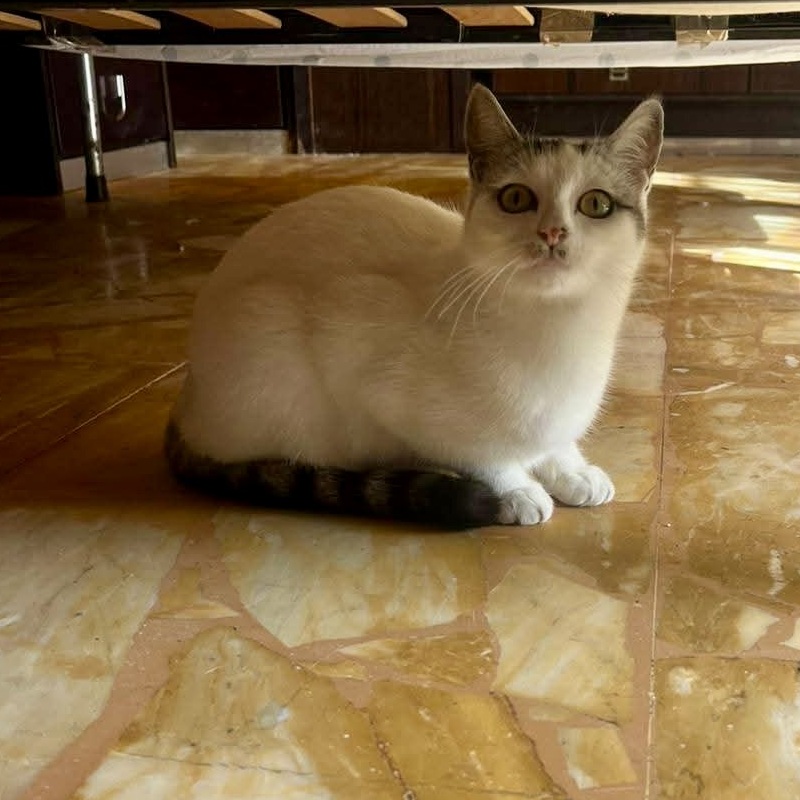 Nancy Fancy, in cerca di adozione | Associazione Le Sfigatte