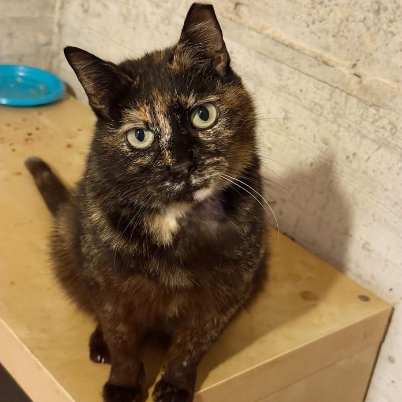 Naná, in cerca di adozione | Associazione Le Sfigatte