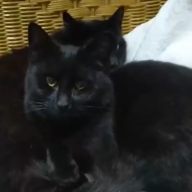 Naomi e Baghera, una nuova casa, un nuovo inizio | Associazione Le Sfigatte