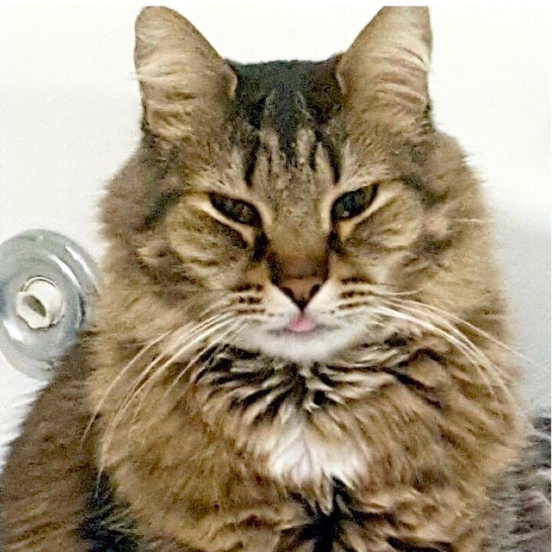gatti adottati Le Sfigatte