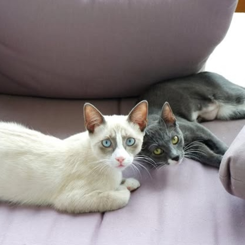 Narciso e Dalia, in cerca di adozione tramite Associazione Le Sfigatte