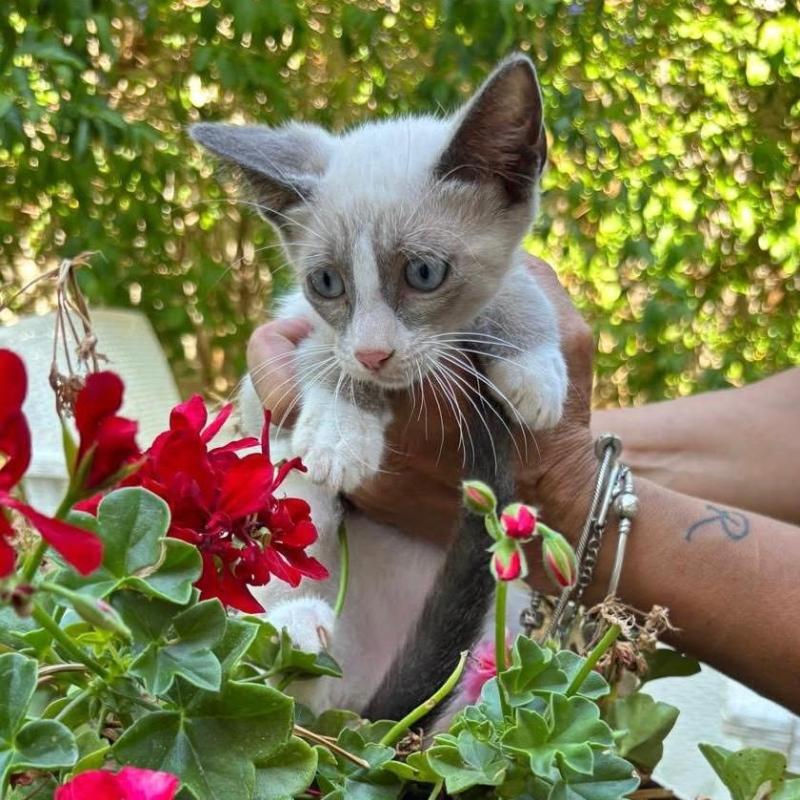 gatti da adottare Le Sfigatte