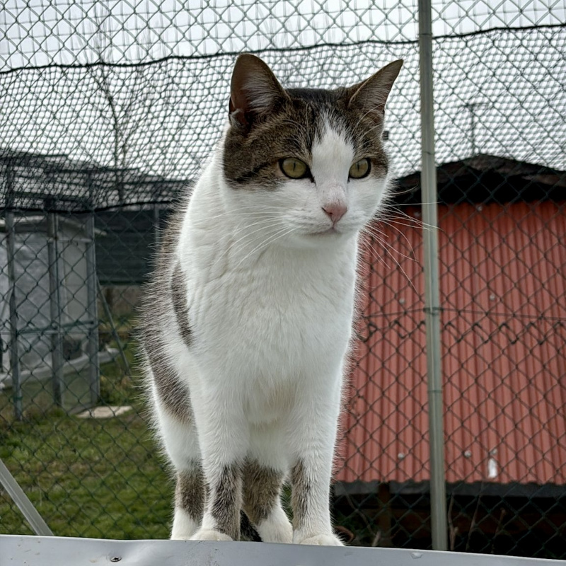 Adotta a distanza Nasco | Associazione Le Sfigatte