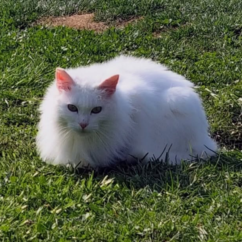 Adotta a distanza Nebbia | Associazione Le Sfigatte