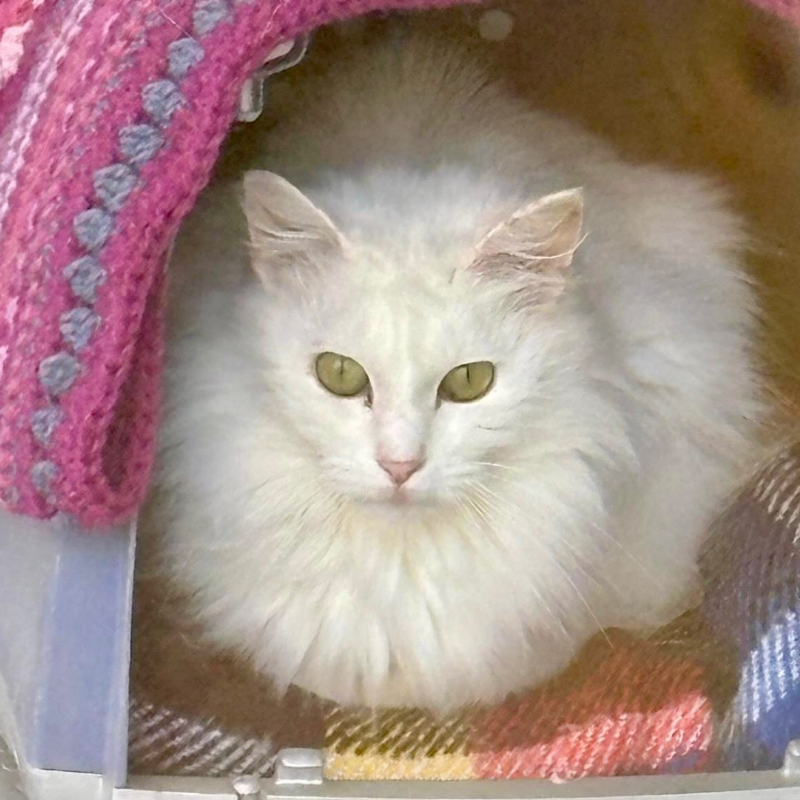 Adotta a distanza Nebbia | Associazione Le Sfigatte