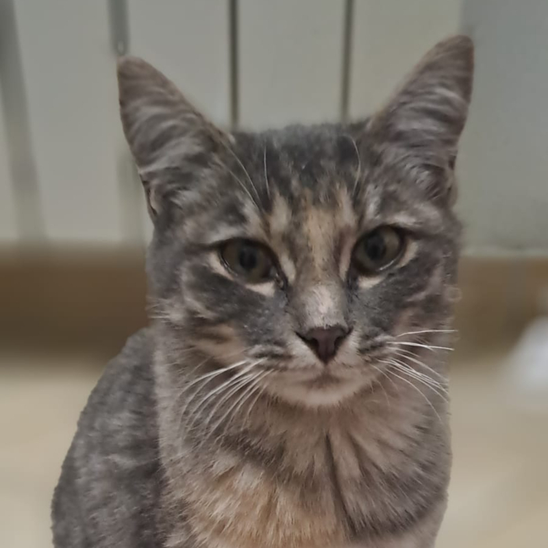 gatti adottati Le Sfigatte