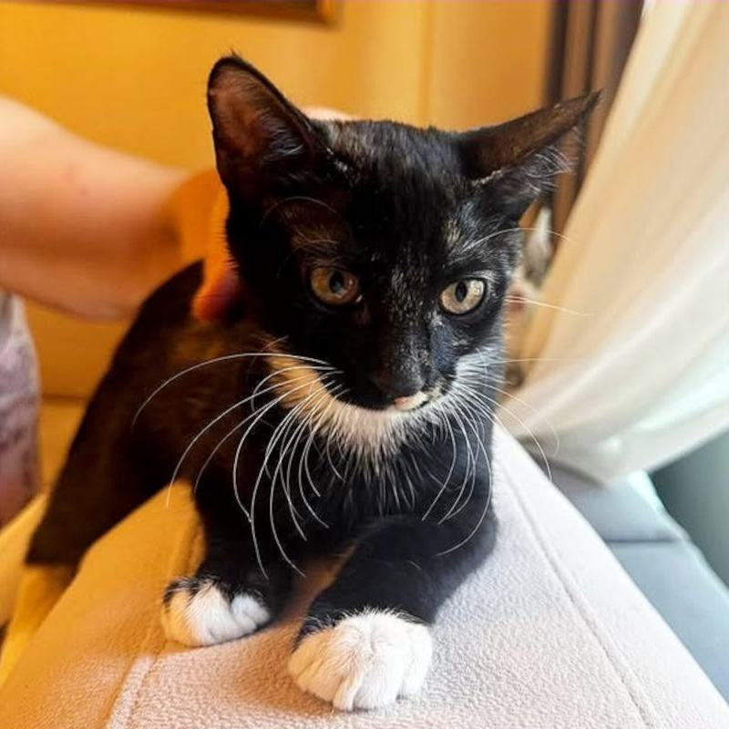 Nega, in cerca di adozione tramite Associazione Le Sfigatte