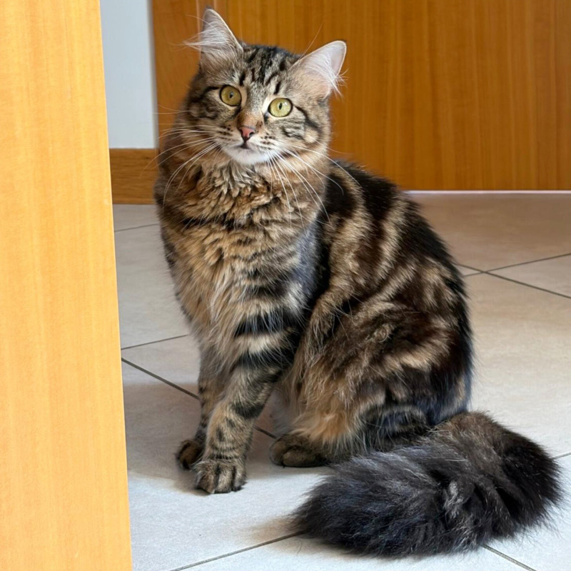 Nelly, in cerca di adozione | Associazione Le Sfigatte